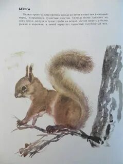 Беличья память