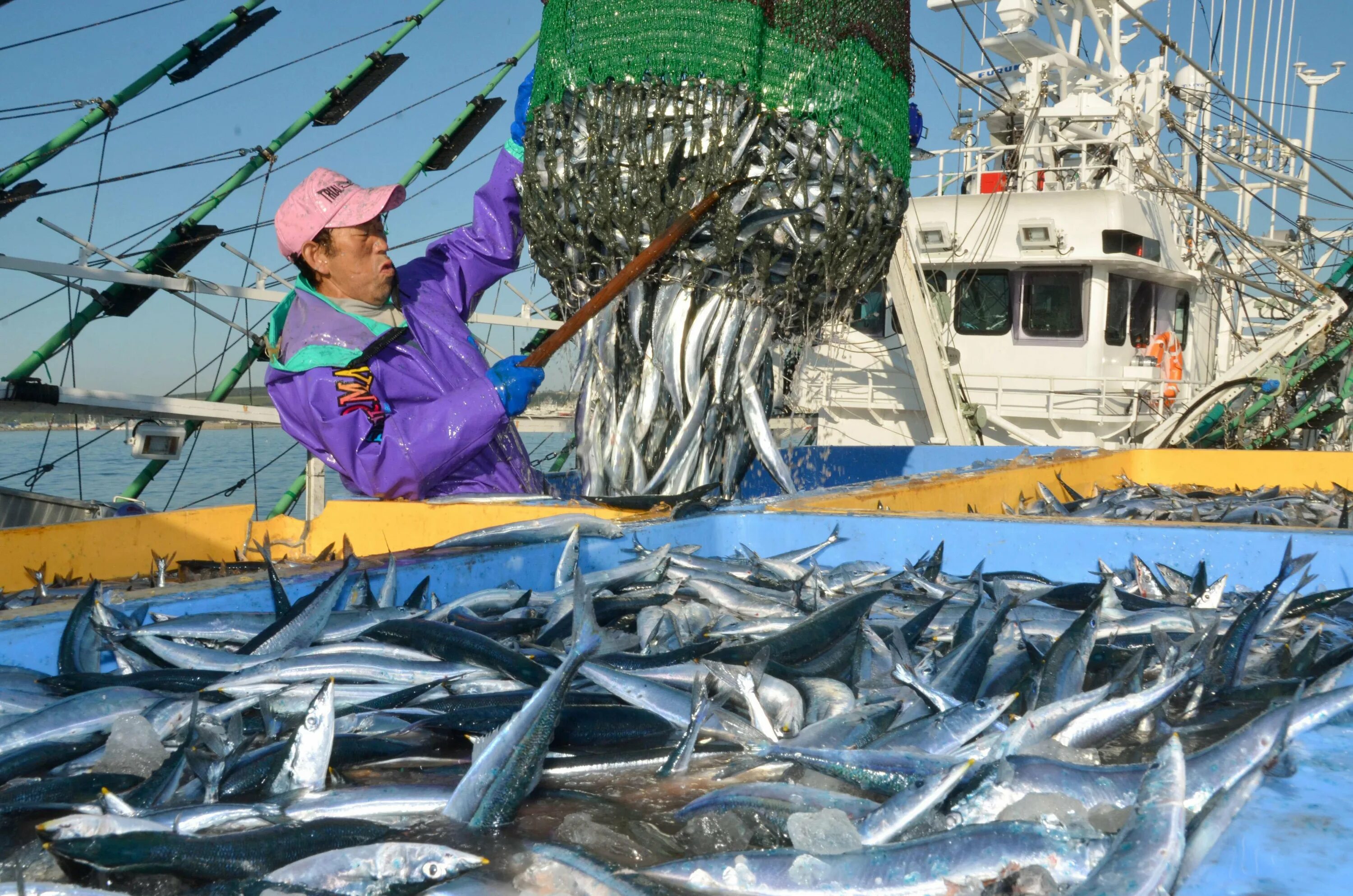 Сельское хозяйство Японии рыболовство. Рыболовство в Японии. Япония рыбный промысел. Добыча рыбы в Японии.