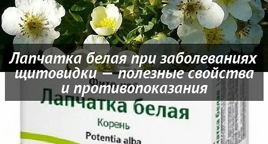 Лапчатка белая свойства и противопоказания для женщин. Лечебная лапчатка белая. Лапчатка белая препараты. Лапчатка белая противопоказания. Лапчатка белая полезные свойства.