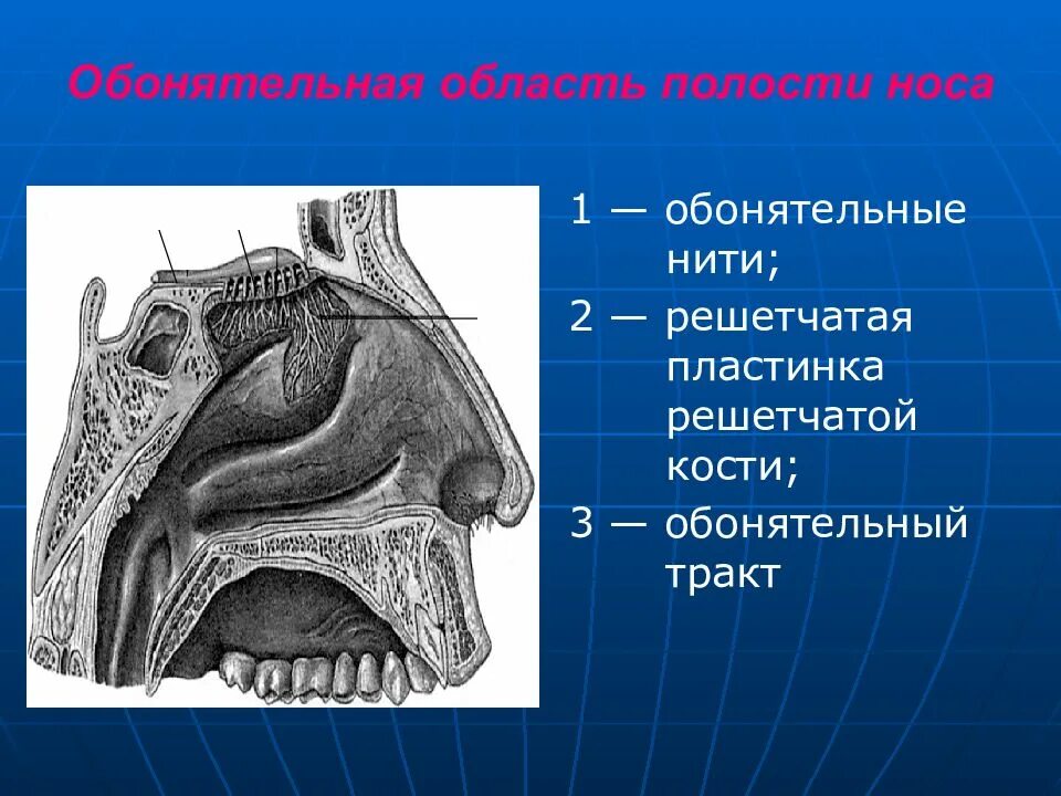 Решетчатая пластинка решетчатой кости. Решетчатая пластика решетчатой кости. Обонятельная область полости носа анатомия. Решетчатая кость в носовой полости.