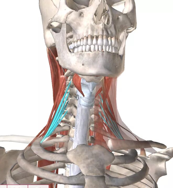 Передняя лестничная мышца шеи анатомия. Scalenus anterior мышца. Лестничные мышцы шеи анатомия. Мускулюс скаленус.