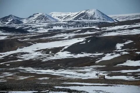 Северный арктический заповедник