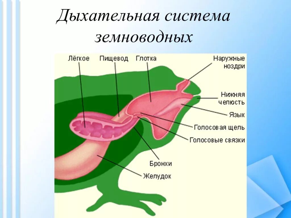 Дыхательная система земноводных схема. Строение органов дыхания амфибий. Система дыхания земноводных. Строение дыхательной системы лягушки. Функции дыхания у взрослых земноводных