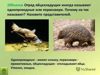 К яйцекладущим млекопитающим относится