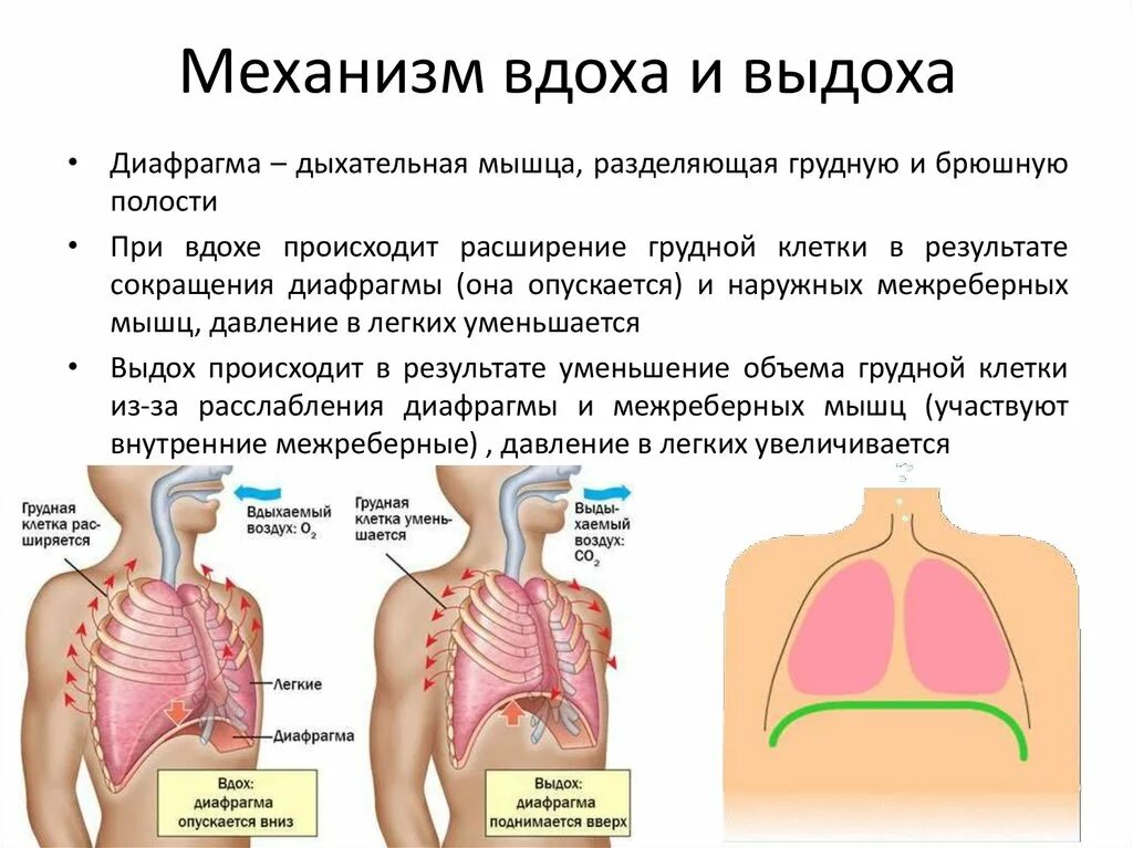 Покалывание при вдохе. Дыхательная система механизм вдоха и выдоха. Дыхание механизм вдоха и выдоха. Механизм легочного дыхания схема. Механизм первого вдоха и выдоха.