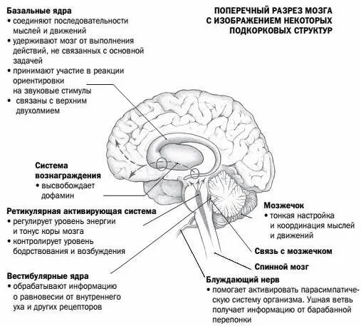 Структурные изменения в мозге