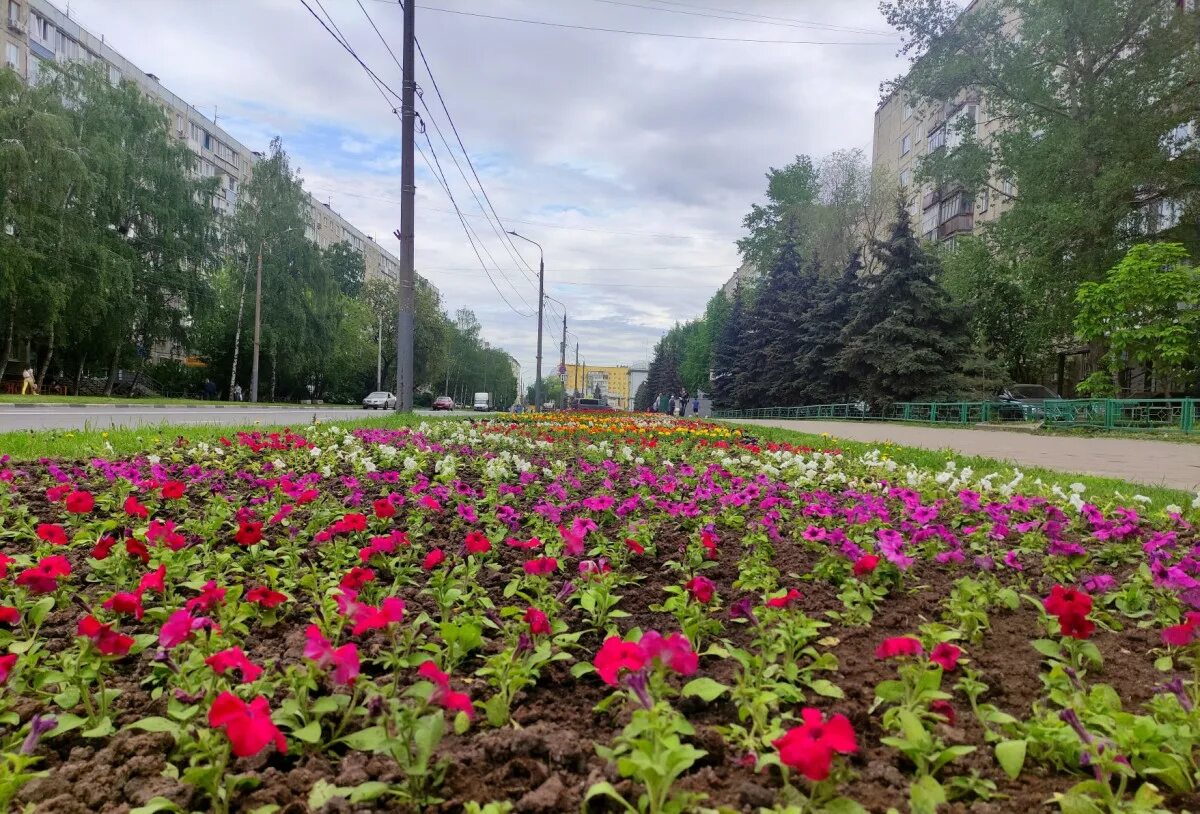 Площадь славы Нижний Новгород Сормовский район. Цветы для городских клумб. Цветы на клумбах города. Растения Нижнего Новгорода.