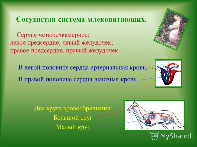 эволюция сердца человека. возникновение четырехкамерного сердца млекопитающих. возникновение четырехкамерного сердца хордовых. строение сердца птиц. появление теплокровности.