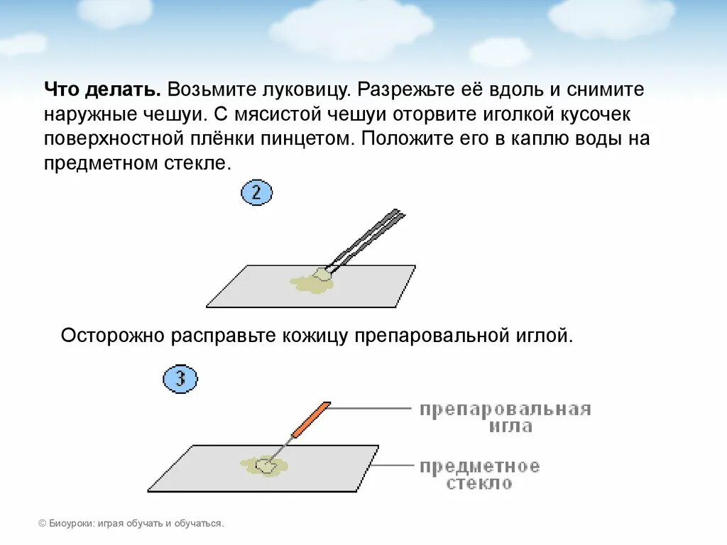 Для чего нужно предметное стекло. Лабораторное оборудование для приготовления микропрепарата. Порядок приготовления микропрепарата. Осторожно расправьте кожицу препаровальной иглой..