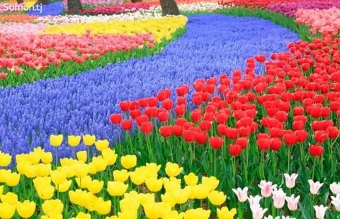 Кармен трахает