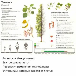 Какое дерево считается