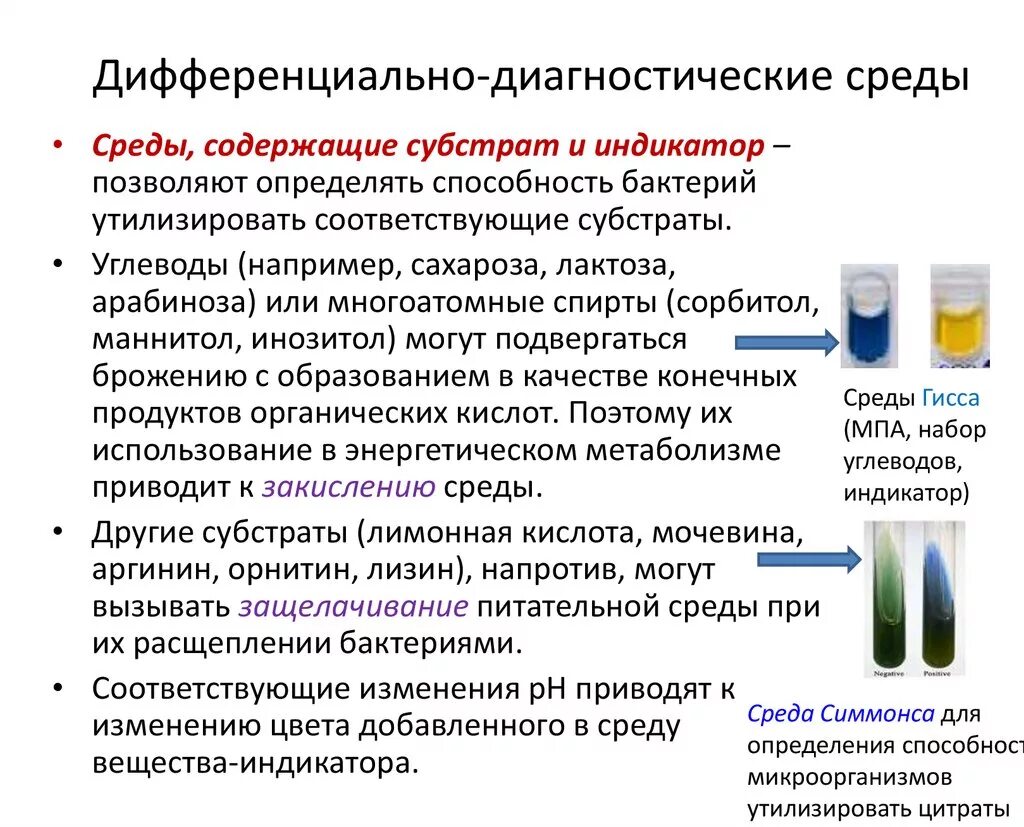 Ферментация лактозы. Каково Назначение дифференциально-диагностических сред. Дифференциально-диагностические питательные среды. Дифференциально-диагностические питательные среды позволяют. Дифференциально диагностическая среда для кишечной палочки.