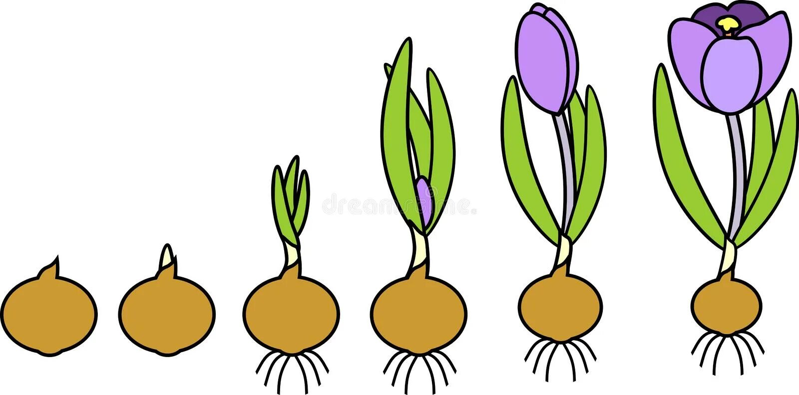 Этапы роста цветка. Этапы роста цветов для дошкольников. Стадии развития крокуса. Фаза развития крокусов.