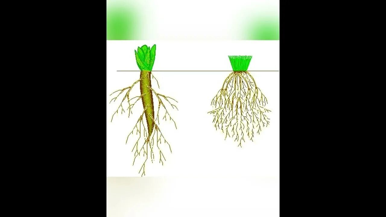 Растений имеют мочковатую корневую систему. Мочковатая корневая система (ель).. Типы корневых систем стержневая и мочковатая. Типы корневых систем смешанная.