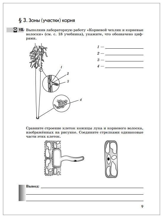 Пасечник 6 класс многообразие покрытосеменных