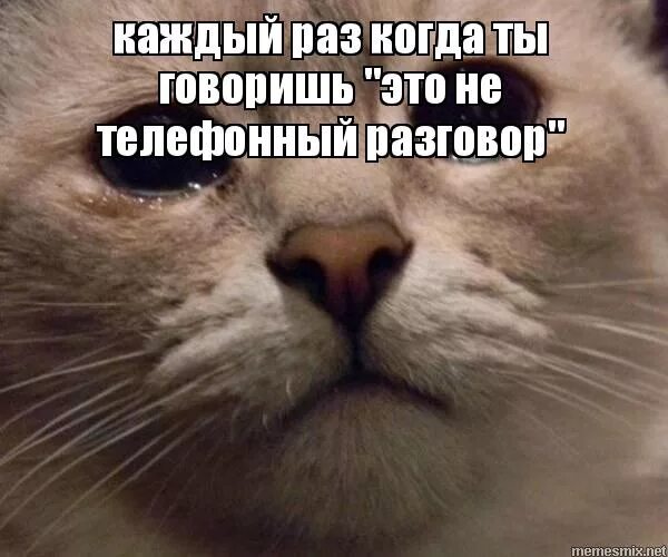 Каждый раз каждый раз пытался. Когда ты говоришь это не телефонный разговор. мемы про разговор по телефону. котики диалог мем. когда говоришь что это не телефонный разговор.
