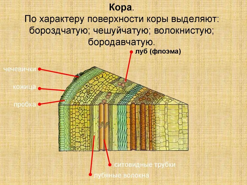 Камбий сосуды устьица древесинные волокна какое понятие. Строение чечевички стебля. Внутреннее строение древесного стебля схема. Строение и состав коры. Строение стебля структура клеток.