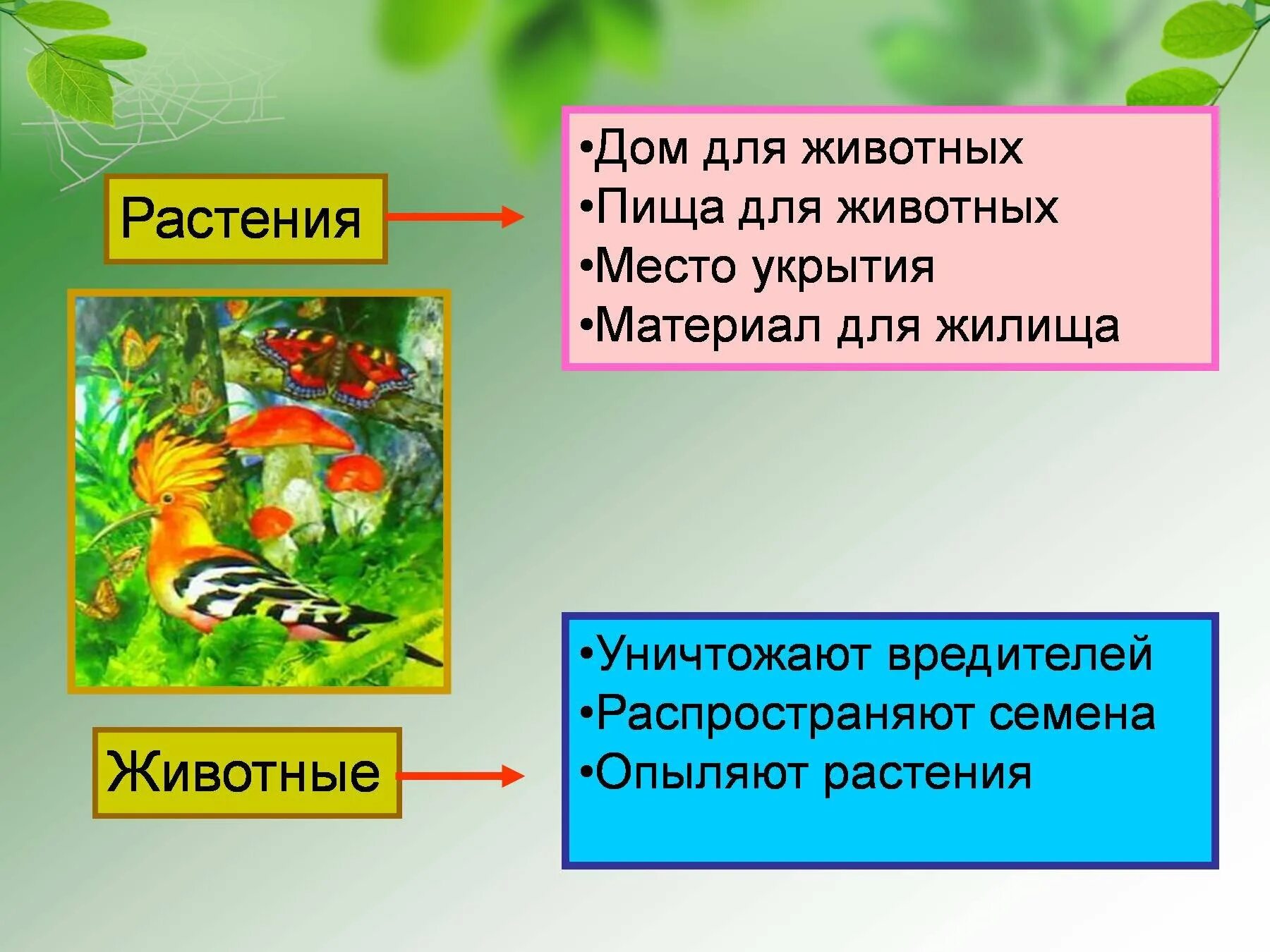 Схема невидимых нитей в весеннем лесу. Взаимосвязь растений и животных. Невидимые нити между растениями и животными. Неневидеммые нити в весеннем лесу. Связь между растениями и животными.