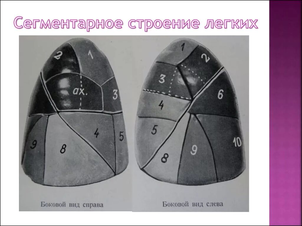 Правое легкое сколько долей