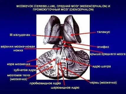 Нижняя мозжечковая ножка