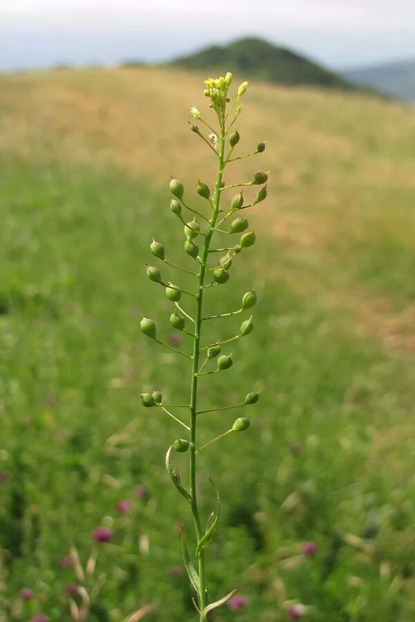 Camelina sativa. Растение рыжик фото. Camelina рыжик. Camelina рыжик. Рапс— brassica napus l.