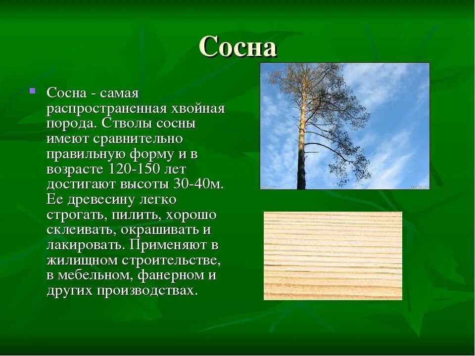 Какая порода деревьев лучше. Характеристика сосны. Хвойные и лиственные породы деревьев. Сосна характеристика дерева. Описание древесины сосны.