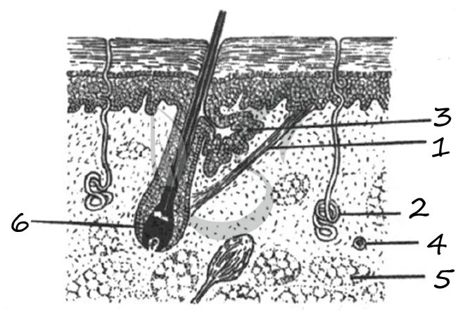 Биология тест строение кожи. Строение кожи ЕГЭ биология. Строение кожи ЕГЭ. Строение кожи рисунок ЕГЭ. Строение кожи человека рисунок.