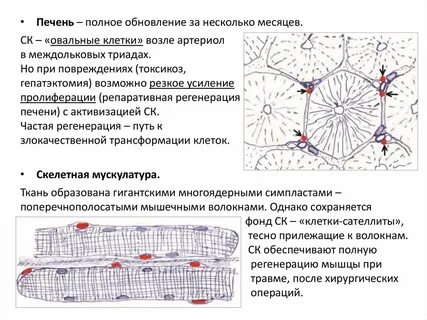 Регенерация печени