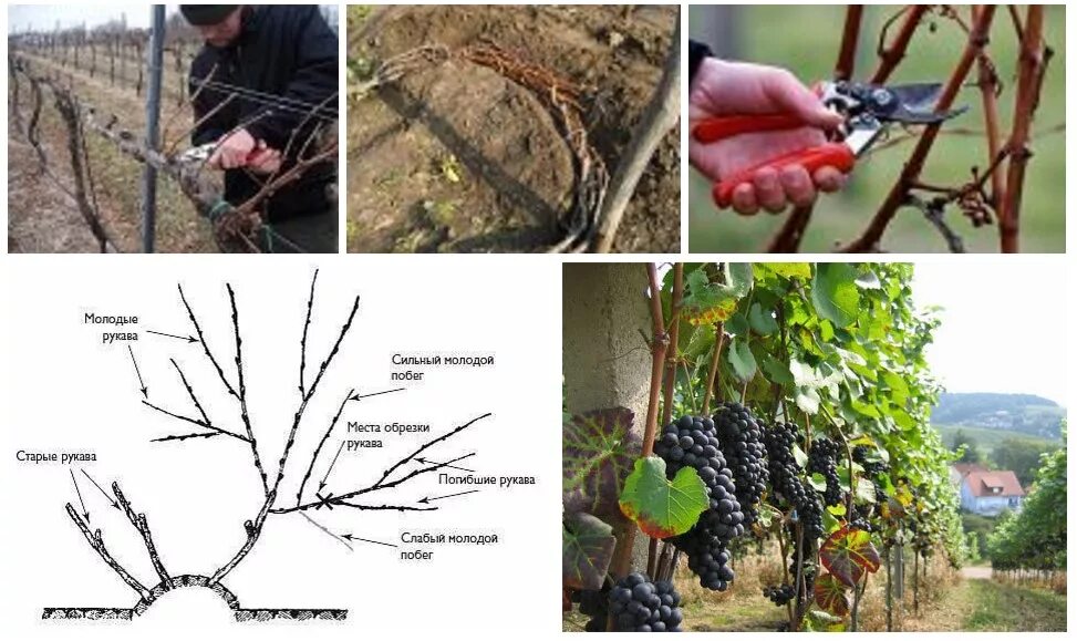 Формирование лоз винограда осенью. Обрезка винограда. Обрезать виноград на зиму. Виноград на зиму укрыть и обрезать. Весенняя обрезка винограда в средней полосе