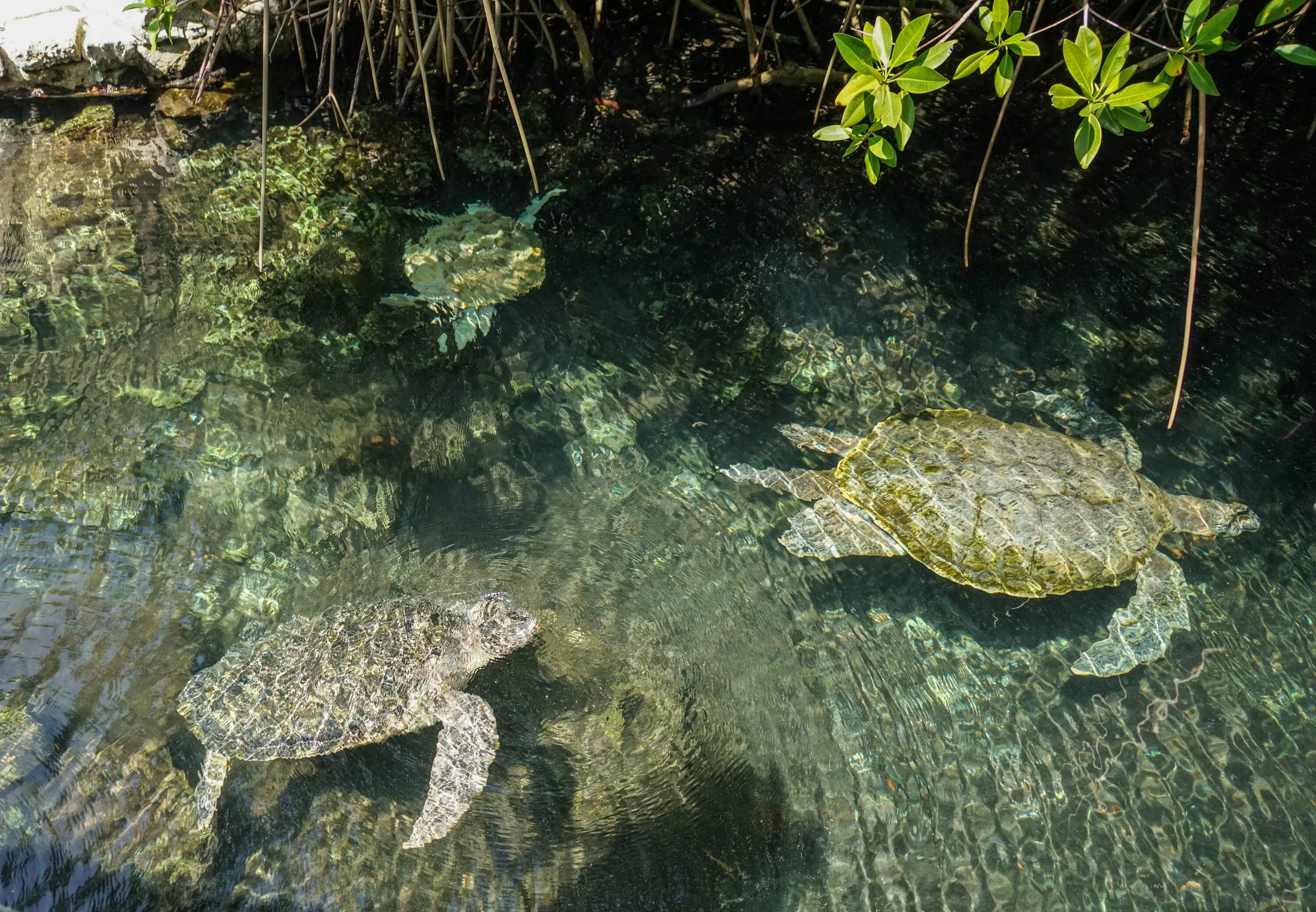 Черепаха в воде. Морская черепаха серая. Черепаха которая живет в воде. Черепахи в воде которые живут в тропиках.