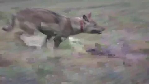 Волки в саратовской