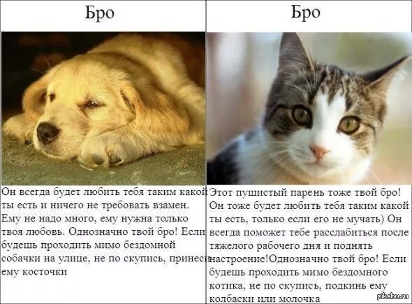 Собаки лучше котов. Бро не бро кошка собака. Кто лучше коты или собаки. Что лучше кошка или собака. Собаки бро