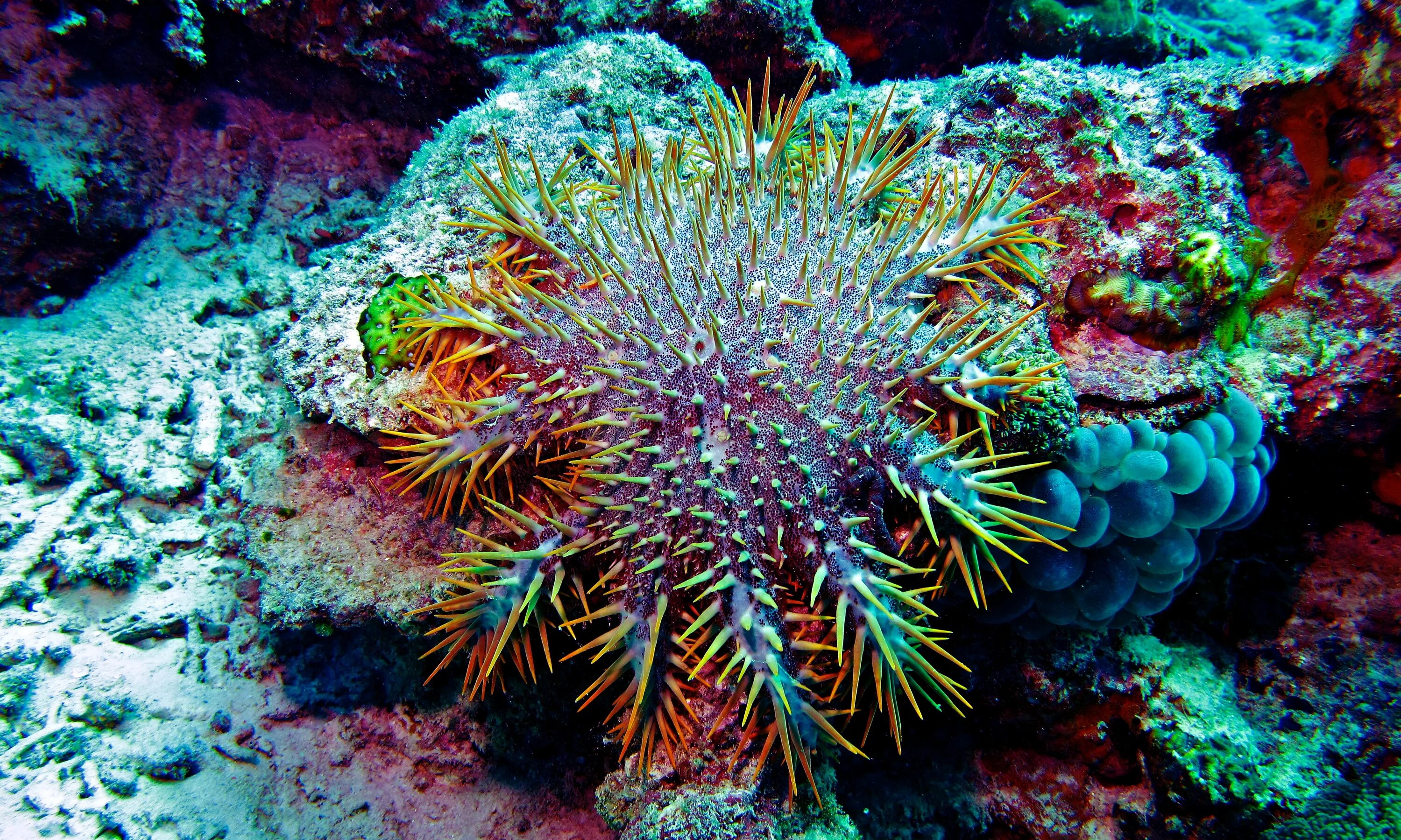 Терновый венец иглокожие. Терновый венец (Acanthaster planci). Акантастер морская звезда. Терновый венец морская звезда.