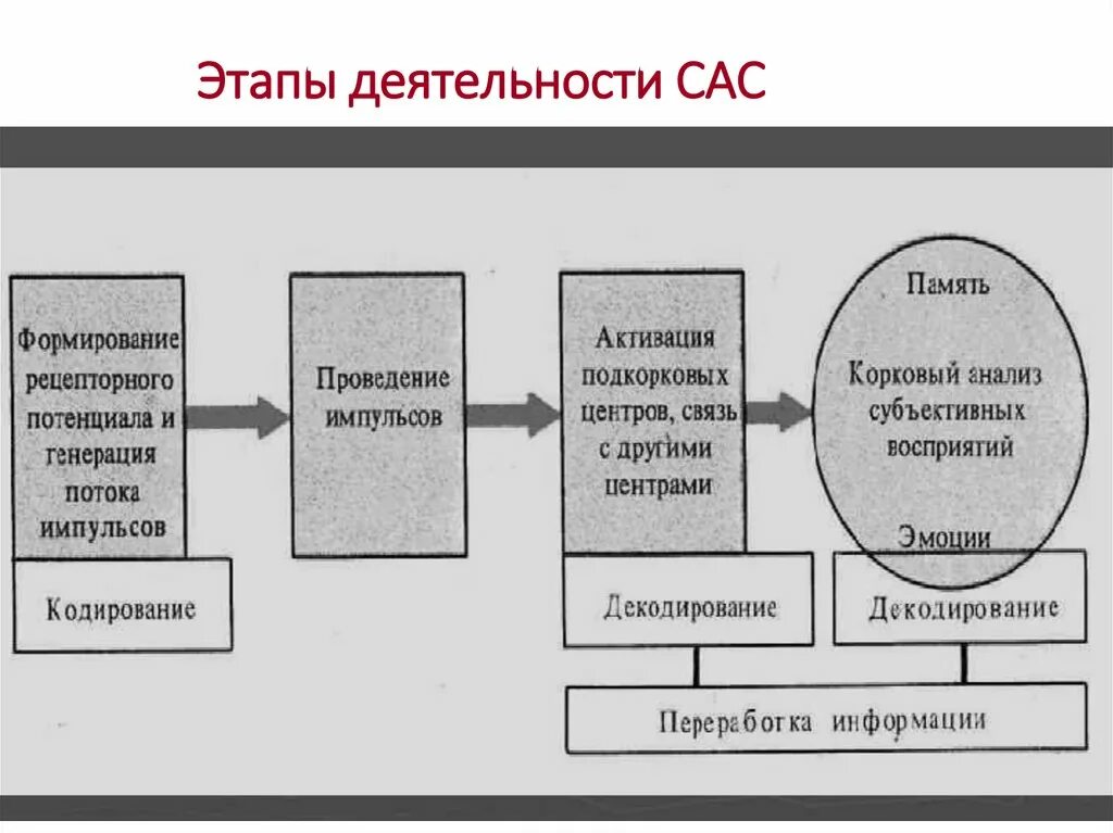 Этапы деятельности. Основные этапы деятельности. Этапы деятельности человека. Этапы структуры деятельности. Каковы этапы деятельности