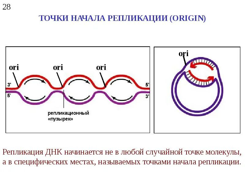 Образование дочерних днк. Схема репликации ДНК эукариот. Точка начала репликации ДНК. Репликация ДНК У прокариот. Репликация молекулы ДНК.