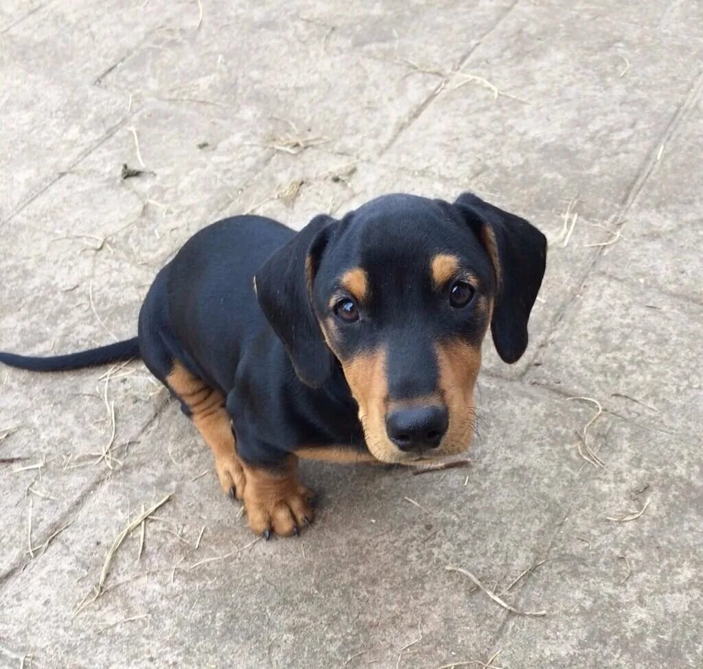 Такса с дворняжкой. Метис таксы. Такса дворняга. Такса пинчер. Метис таксы и пинчера.