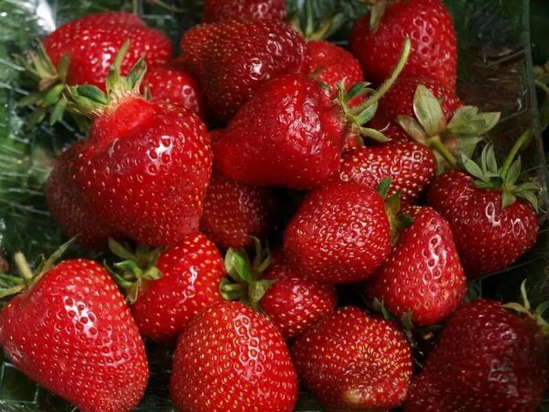 Маре де буа сорт клубники
