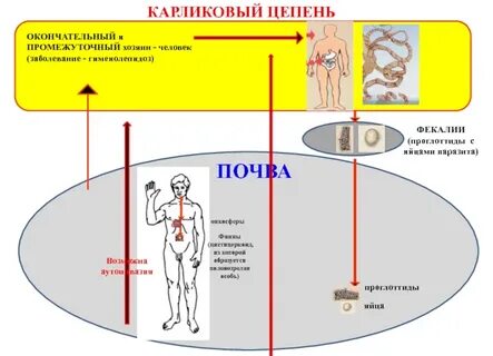 Промежуточный и окончательный хозяин