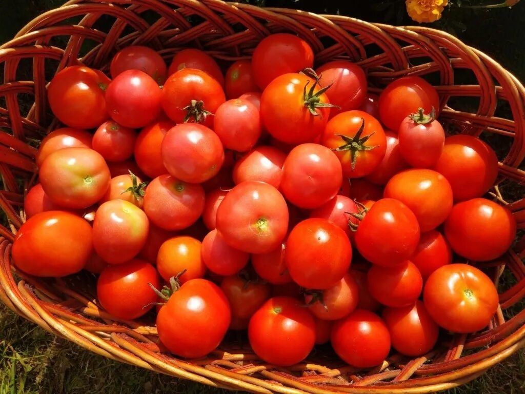Томат Иран. Казахские помидоры. Томат казахстанский. Десять помидоров. Tomato 10