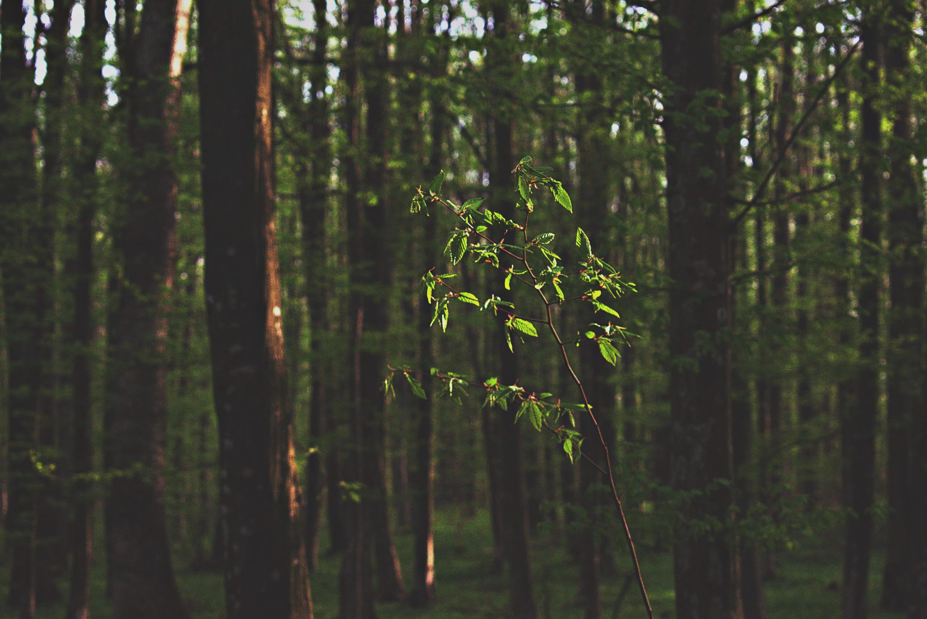 Лес стволы деревьев. Лес темный смешанный сосны. Освещенность деревьев в лесу. Лес крупным планом.