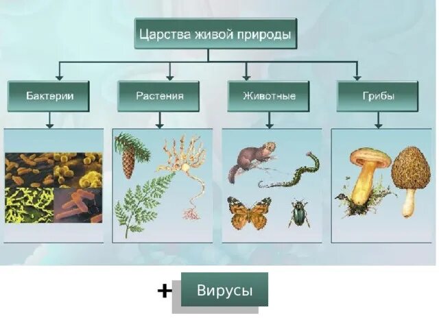 Сколько на земле существует царств. Царство животных царство растений царство грибов царство бактерий. Царство живой природы классификация схема. Царства живых организмов 5 класс биология. Биология царства и их представители 5 класс.