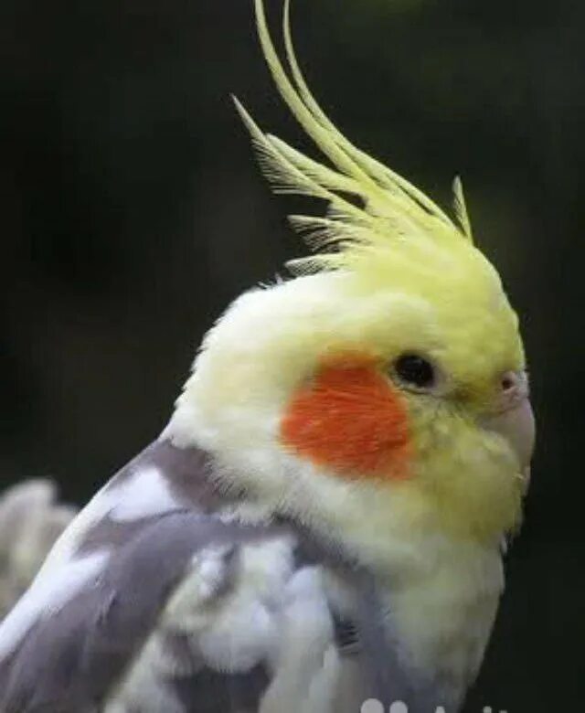 Корелла красная. Попугай корелла. Попугай корелла серый. Попугай корелла 0. Австралийский попугай корелла.
