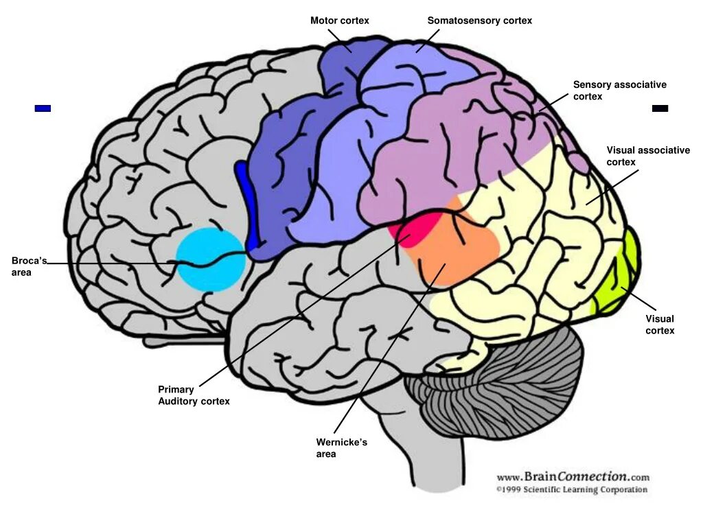 лобная доля за что отвечает. лобная доля коры головного мозга.