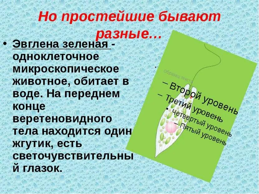 Значение простейших рисунок. Биология строение эвглены зеленой. Класс жгутиковые эвглена зеленая. Эвглена зеленая строение. Жгутиконосцы эвглена.