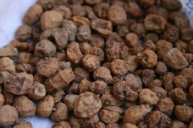 Рассада чуфы