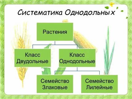 Семейство злаковые таблица