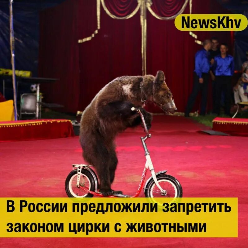цирковые животные. животные в цирке закон. животные в цирке закон. животные в цирке закон. животные в цирке.