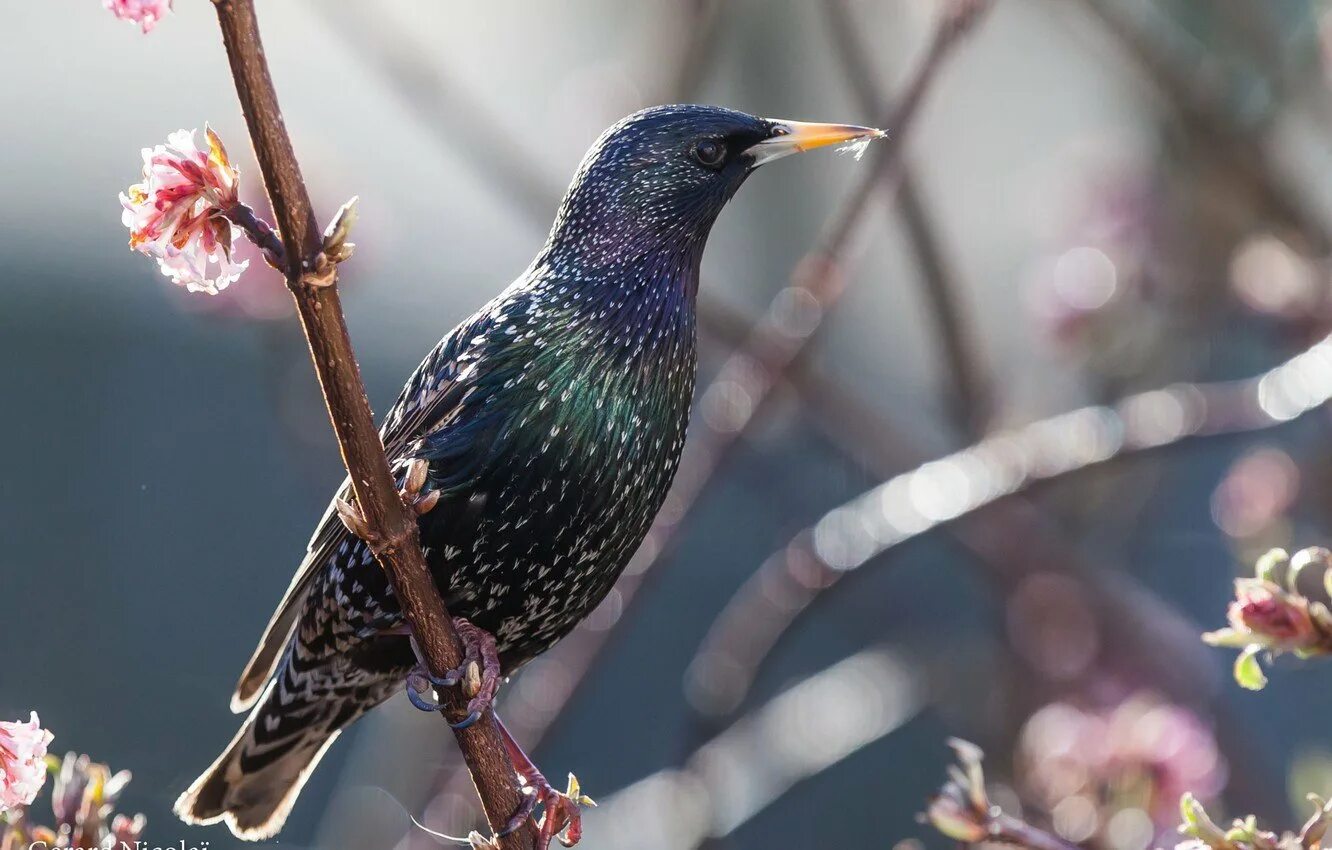 певчий скворец. скворец кавказский. и индийский скворец и полынья. скворец 2021. скворец и скворчиха.