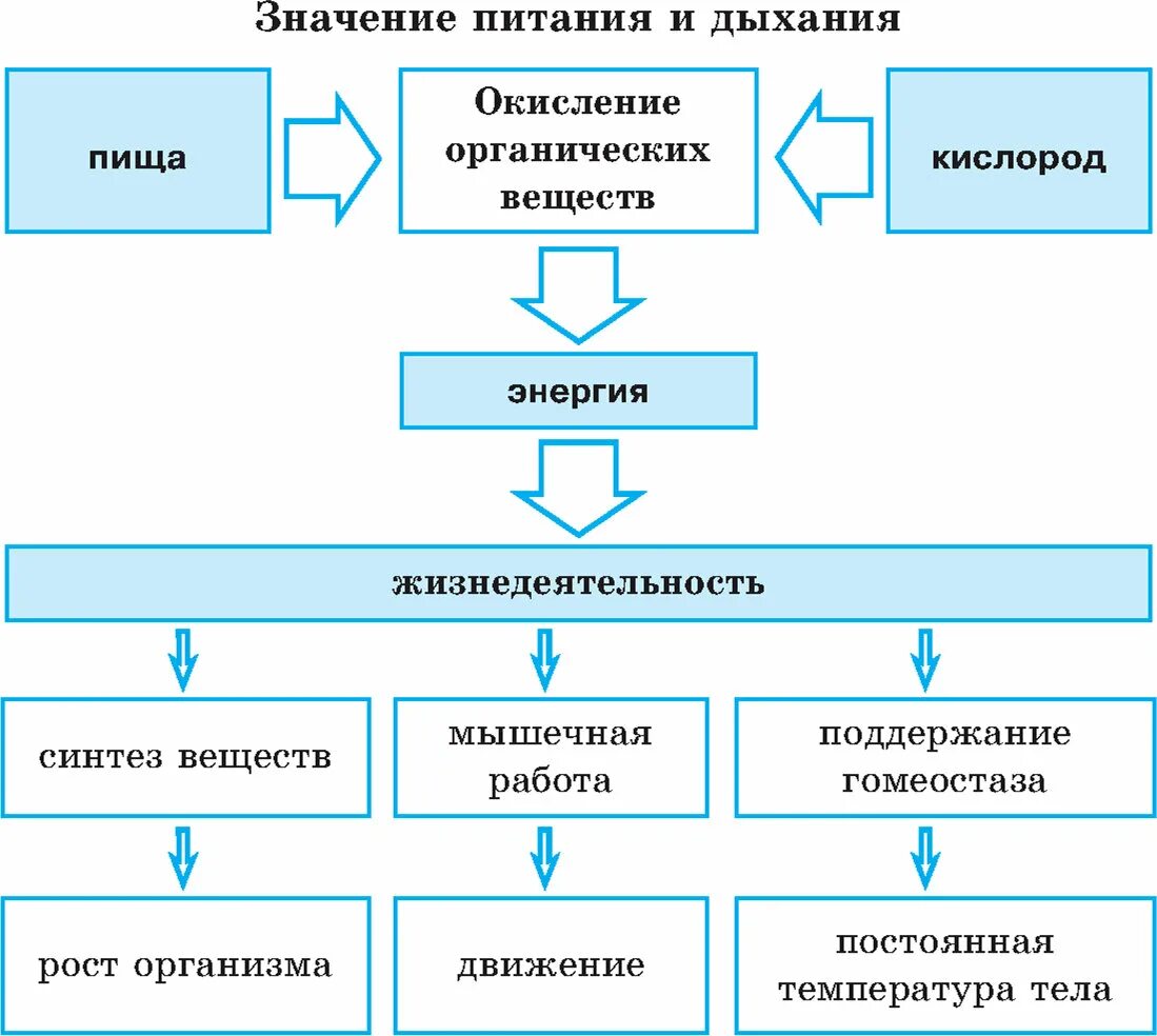 Значение пищи и ее состав конспект. Значение питания. значение питания и дыхания схема. схема питание дыхание. схема значение питания.