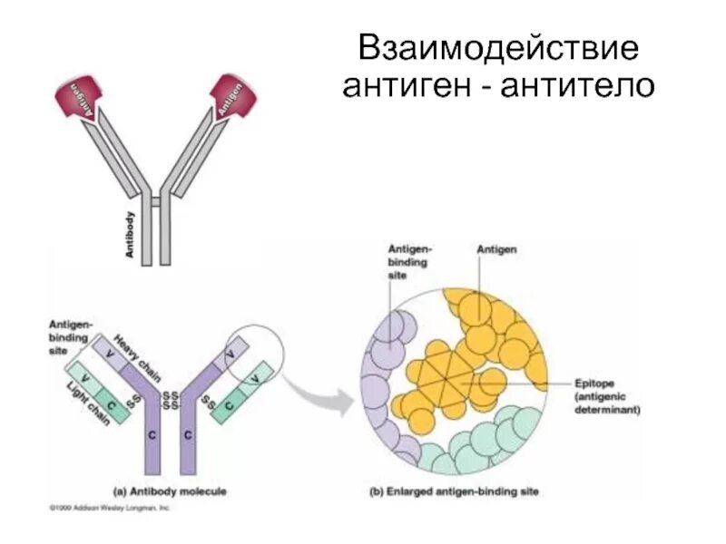 Выработка антигенов. Схема взаимодействия антиген-антитело. Механизм взаимодействия антигена с антителом. Типы взаимодействия антигенов и антител. Механизм реакции антиген антитело.